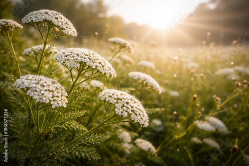 Weiße Schafgarbe auf einer Sommerwiese im goldenen Gegenlicht