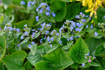 Fotobehang Groen Brunnera (Brunnera macrophylla) blue perennial ornamental flowers and rich green foliage in garden  © Elena