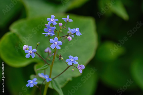 Brunnera (Brunnera macrophylla) closeup of blue perennial flowers and lush decorative foliage