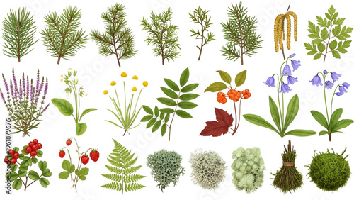 Nordic Herb and Branch 3D Elements Set, Hand Drawn Botanical Leaves and Stems Collection for Landscape Design, Vector Objects Transparent Background