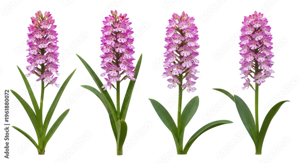 Obraz premium Graceful cluster of purple hyacinth flowers in full bloom with slender green stems isolated on transparent background