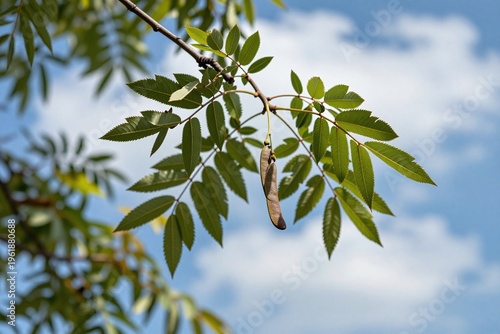 A branch of a tree with green leaves against a blue sky