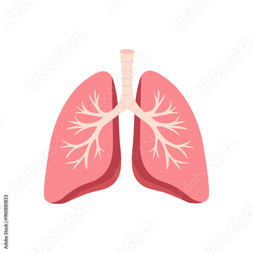 Fotografie Human lungs respiratory system