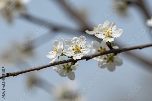 A branch of a tree with white flowers against a blue sky