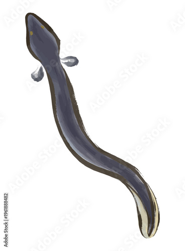 水彩風、筆タッチの上から見たのうなぎのイラスト