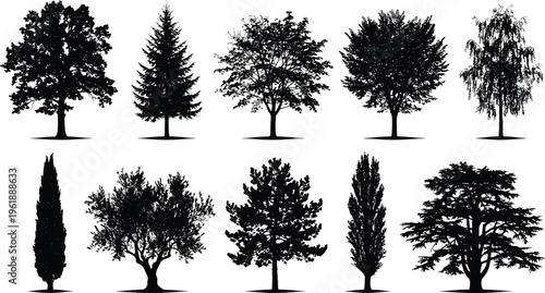 Foto Collection of ten tree silhouettes, vector illustration of coniferous, deciduous