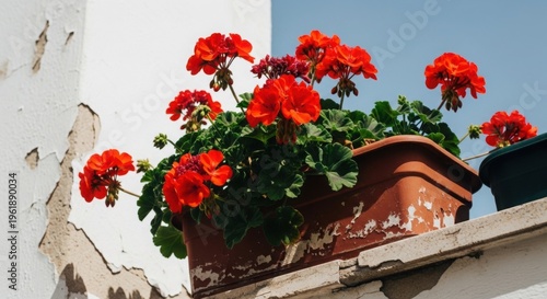 Bright red geranium flowers in a pot on outdoor ledge with sunlight illuminating petals. Beautiful geranium arrangement adds color to rooftop garden setting.