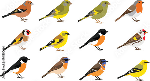 Collection of twelve colorful bird illustrations, vector art of diverse species and plumage designs, flat vector illustration