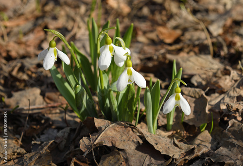 First flowers in spring. Galanthus elwesii, Elwes's snowdrop or greater snowdrop, species of flowering plant in family Amaryllidaceae