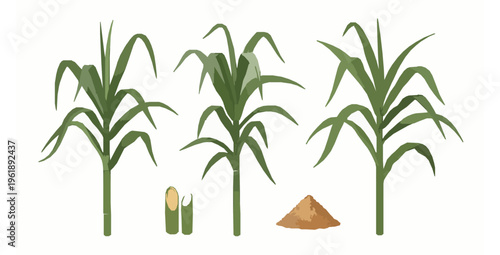 Sugar cane stems with leaves and brown sugar superfood vector set flat illustration