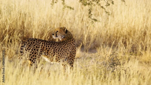 Full body Close up of an African Tiger (Panthera tigris) Walking in grassland of Savanah