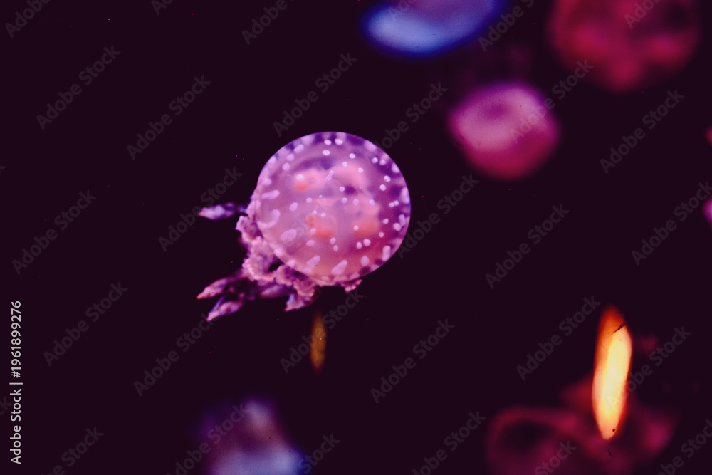 Fototapeta premium Jellyfish moving through the water in an aquarium at night