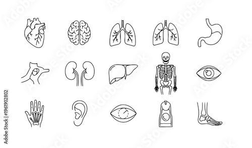 Minimal anatomy line icons human body medical vector set