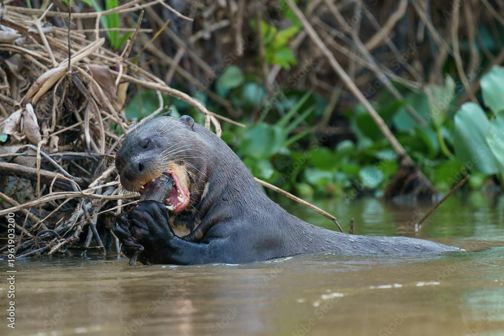 Naklejka premium Giant otter (Pteronura brasiliensis)