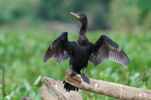 Neotropic Cormorant (Nannopterum brasilianum)