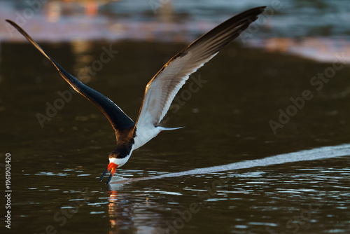 Black skimmer (Rynchops niger)