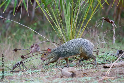 Quadro su tela Azara's agouti (Dasyprocta azarae)
