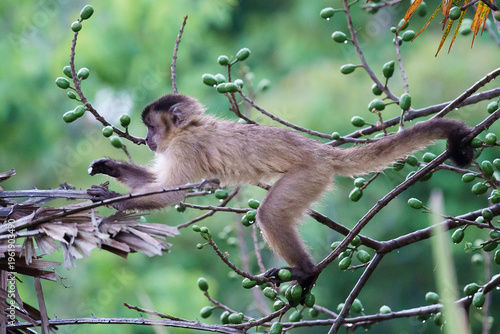 Azaras's capuchin or hooded capuchin (Sapajus cay)