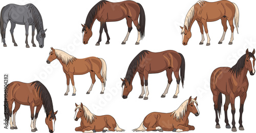 Horse poses collection with grazing standing running resting realistic farm animal illustration set equestrian design