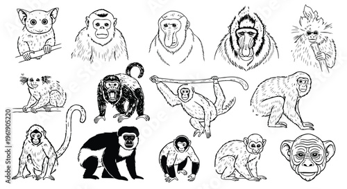 Detailed monkey and ape illustrations set with different primate breeds in hand drawn vintage line art style.