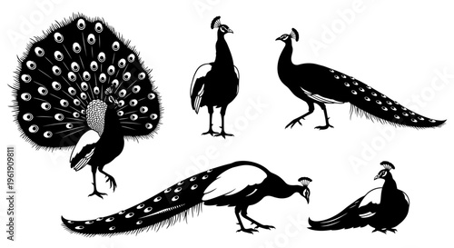 Vintage Peacock Silhouettes Collection: Elegant Birds in Various Poses