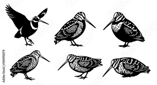 Woodcock Bird Illustrations: Flying and Standing Poses