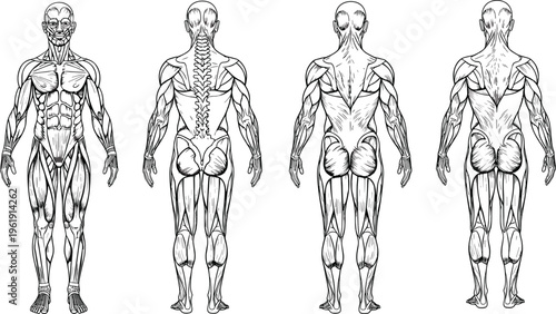 Human anatomy silhouette collection, muscular outline figure, skeletal motif illustration, medical icon art, physiology design graphic, educational posture symbol image