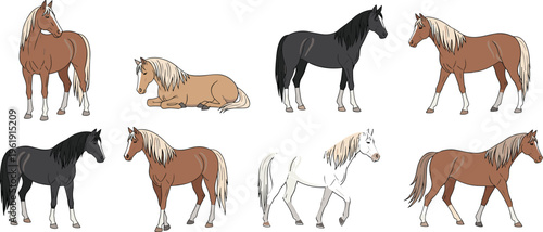Horse breeds and poses collection with standing walking resting farm animal illustration set equestrian design