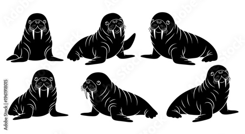 Set of Walrus Silhouettes, Arctic Marine Mammal, Vector Graphics