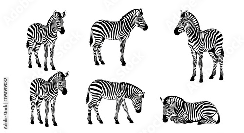 Six Black and White Zebras Standing and Lying Down in Various Poses