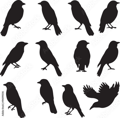 Collection of black bird silhouettes in various poses and profiles