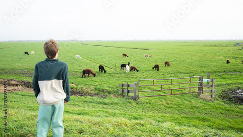 Fotografie Boy observing alpacas grazing in green pastureland