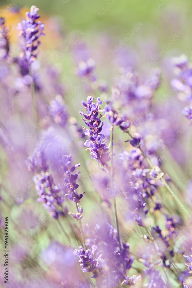 Obraz premium Close-up of blooming lavender flowers in soft natural light