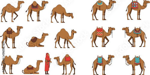 Camel set with different poses and traditional saddles, desert animal collection including standing, walking, sitting camels and nomadic character vector illustration