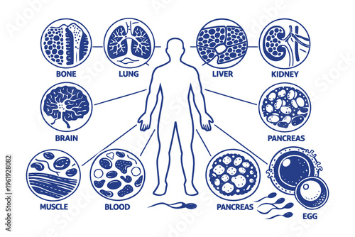 Educational diagram showing the cellular structure of various human body organs and tissues systems Vector