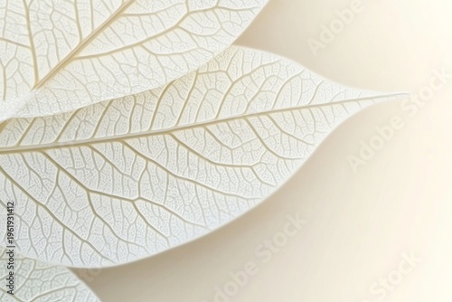 Delicate Beauty Unfolding Soft White Leaves with Transparent Veins on a Beige Background