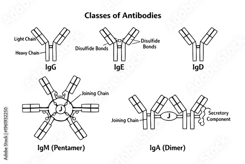 A scientific diagram illustrating the five different structural classes of human antibodies igg Vector