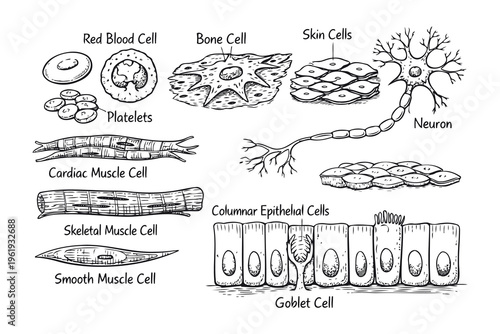 A detailed biological illustration showcasing various types of human cells for educational science Vector