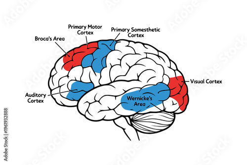 A lateral view of the human brain illustrating the functional localization of specific cortical areas Vector