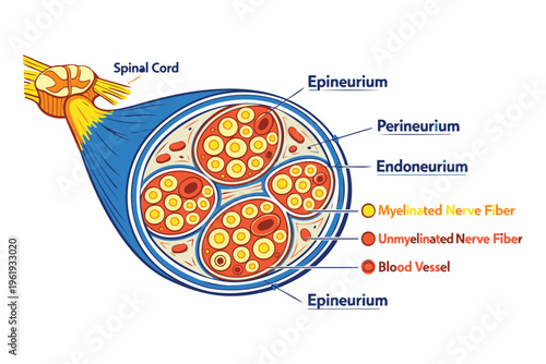 A detailed medical illustration showing the cross-sectional anatomy of a peripheral nerve structure Vector