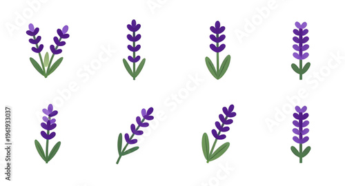 lavender, flowers, flower, plant, herb, floral, botanical, botany, nature, natural, purple, violet, aroma, aromatic, fragrance, scent, spa, relax, relaxation, calm, wellness, organic, essential, oil, 