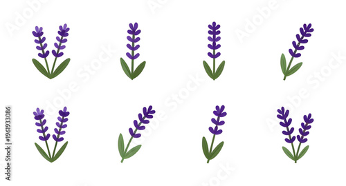 lavender, flower, flowers, plant, herb, floral, botanical, botany, nature, natural, purple, violet, aroma, aromatic, fragrance, scent, spa, relax, relaxation, calm, wellness, organic, essential, oil, 