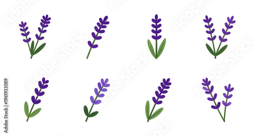 lavender, flower, flowers, plant, herb, floral, botanical, botany, nature, natural, purple, violet, aroma, aromatic, fragrance, scent, spa, relax, relaxation, calm, wellness, organic, essential, oil, 