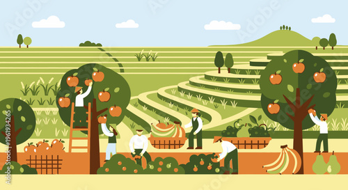 People harvesting oranges from trees.