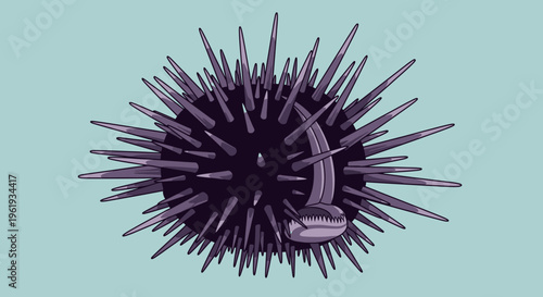 Purple Sea Urchin Close Up View.