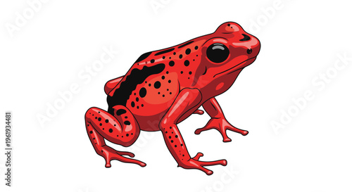 Red frog with black spots closeup.