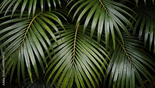 Close up of vibrant green palm leaves creating an intricate pattern against a dark background