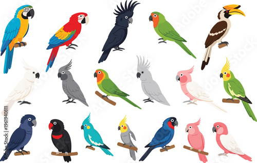 Colorful parrot birds collection with tropical species, exotic parrots set in different poses for wildlife illustration, pet design and nature vector artwork