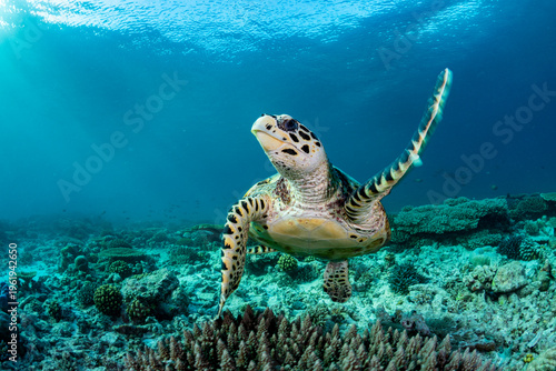 Hawksbill sea turtle ( Eretmochelys imbricata) swimming over a pristine coral reef off D'Arros Island, Seychelles, Indian Ocean. Critically endangered. 