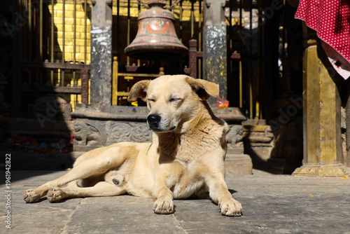 Canvastavla Stray dog in Nepal